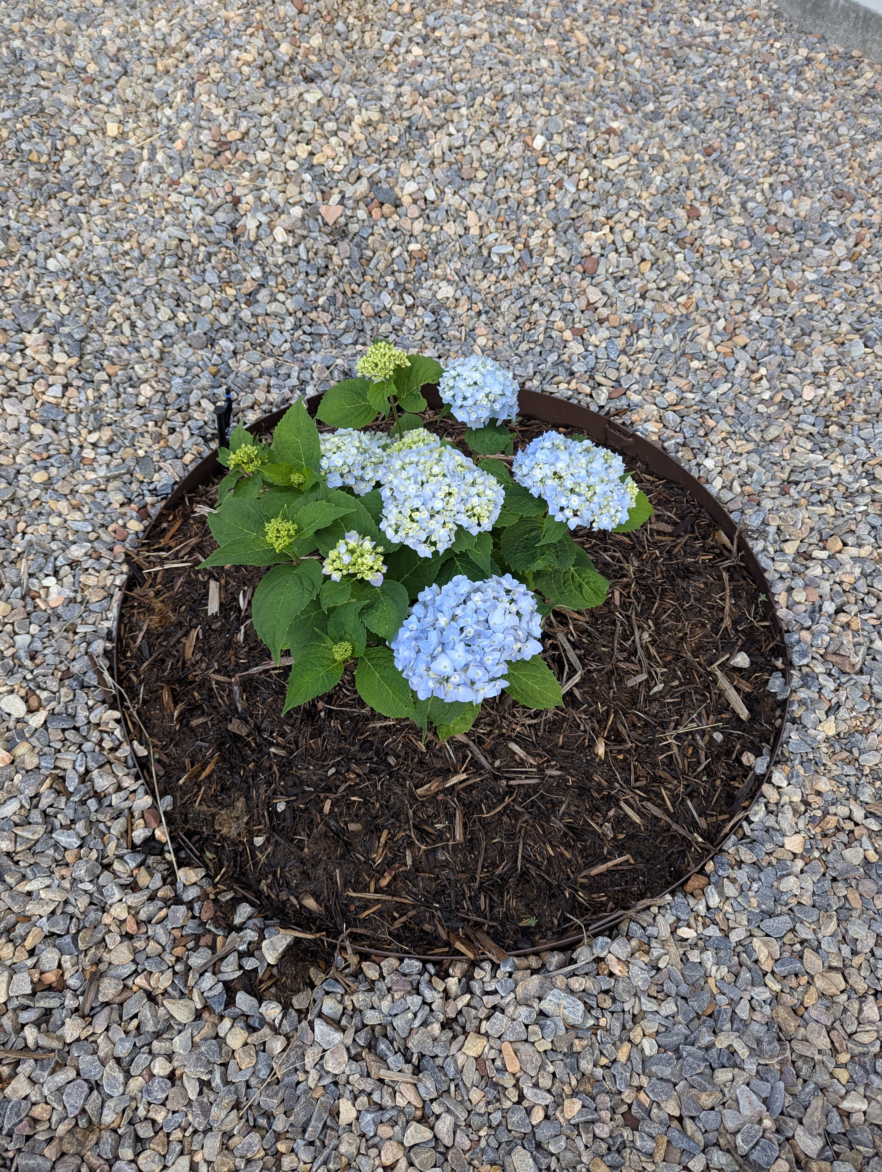 Garden, Morrison, Colorado